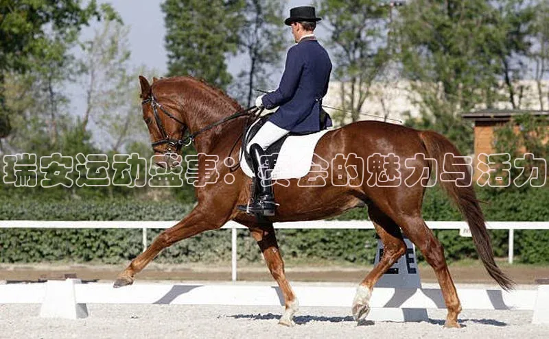 3377体育app登录入口手机版